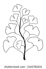 Hand drawn Silhouette of twig of ginkgo biloba tree isolated on white, Hand drawn ginkgo biloba leaf, Hand drawn line silhouette ginkgo biloba tree, hand drawn japanese vector flower line silhouette