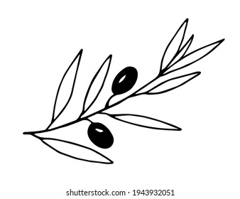 Hand drawn simple in black outline, vector ink drawing. Olive tree branch, foliage. For the design of menus, products, kitchen utensils, dishes, recipes. For labels and packaging, care cosmetics.