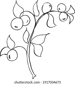 Hand drawn simple botanic illustration. Plant berry