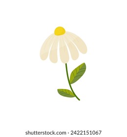 Hand drawn simple flat white daisy flower, spring summer plants on white isolated background