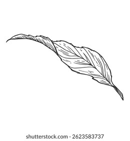 Hand drawn simple leaf sketch isolated on white background. Botanical element