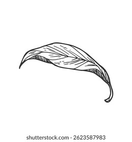 Hand drawn simple leaf sketch isolated on white background. Botanical element