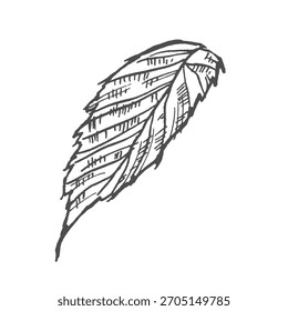 Dibujado a mano boceto de hoja simple aislado sobre fondo blanco. Elemento botánico