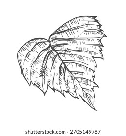 Handgezeichnete einfache Blattskizze einzeln auf weißem Hintergrund. Botanisches Element