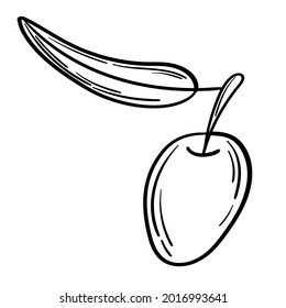 Hand drawn simple olive branch for your design
