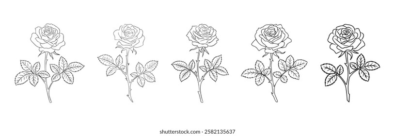 Hand drawn simple rose flower on white background