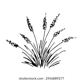 Hand drawn simple vector drawing with black outline. Bush pampas grass, steppe plants, prairie. Nature and vegetation. Sketch in ink.