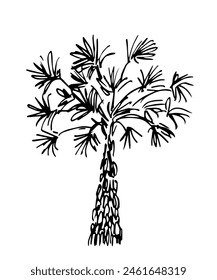 Hand drawn simple vector drawing with black outline. Lush palm tree, foliage. Tropical vegetation and nature, plants. Summer rest. Sketch in ink.