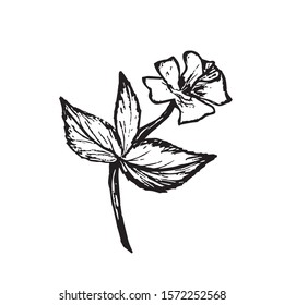 Hand drawn simple vector flower with stem, leaves, petals in black outline isolated on white background for spring design of cards, prints, stickers.