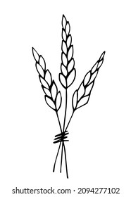 Hand drawn simple vector graphics in black outline. A bunch of ears of wheat, grain plants, spikelets. Cultivation of crops, agricultural harvest. Cereals, flour products, bread, bakery.