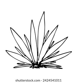 Hand drawn simple vector illustration with black outline. Agave bush, aloe, cactus, desert plants. Raw materials for alcoholic beverages, tequila, mezcal. Label and packaging.