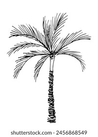 Ilustración vectorial simple dibujada a mano con contorno negro. Palmera datilera, hojas exuberantes, naturaleza y vegetación, plantas oasis. Esbozo con tinta.