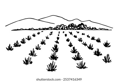 Hand drawn simple vector illustration with black outline. Farm fields, agave bushes, mountains, growing plants. Production of tequila, mezcal. Alcoholic drinks. Sketch in ink.