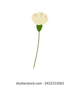 Hand drawn simple white flower naive, spring summer plant on white isolated background