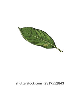Hand drawn single bay leaf. One green tea leave. Full color vector realistic sketch illustration of bay leave isolated on white background. Herbs, spices, natural flavors concept svg
