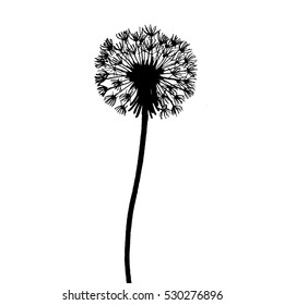 a hand drawn single dandelion silhouette; ink sketch; vector illustration; isolated on white background