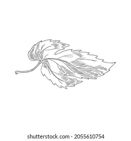 Hand drawn single leaf or foliage of hop plant in engraving etched style with scratch board imitation, vector illustration isolated on white background.