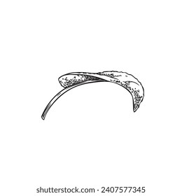 Hand drawn single leaf of sage engraved sketch. Aromatic medicinal plant. Black and white isolated botanical vector illustration.