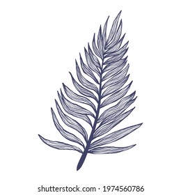 Hand drawn single palm tree leaves in linear style. Minimalistic trendy tropical palm leaf in contour design. Vector illustration of exotics plant isolated on white background.