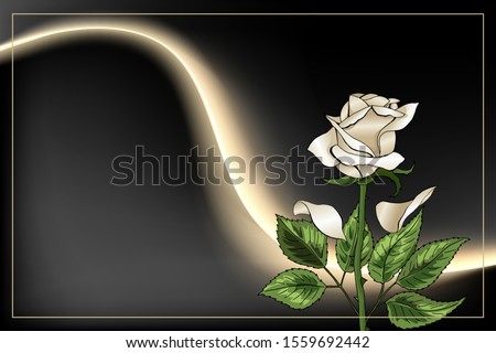 Hand drawn Single White Rose flower and frame on black background with light effect. Save the date, sympathy, condolences or strict style postcard vector template
