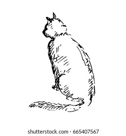 Hand drawn sitting cat. Cat sits back. Sketch, vector illustration