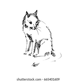 Hand drawn sitting cat. Sketch, vector illustration.
