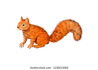 Hand drawn sitting squirrel. Retro realistic animal isolated. Vintage style. Colorful line graphic design drawing. Vector sketch. Christmas wildlife forest animal.
