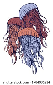 Hand drawn sketch about jellyfish Vector Illustration with blue, salmon, pink colors