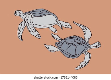 Hand drawn sketch about turtles. Vector Illustration grey, peach colors