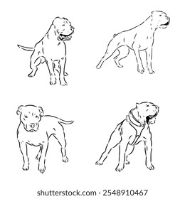 desenho à mão esboço americano bandog