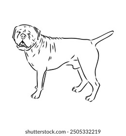 Hand drawn sketch of american bully. Graphical dog isolated on white background.