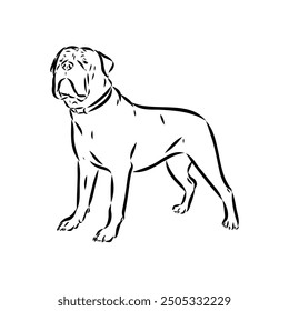 Hand drawn sketch of american bully. Graphical dog isolated on white background.