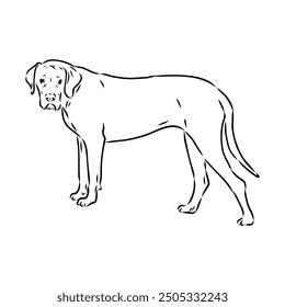 Hand drawn sketch of american bully. Graphical dog isolated on white background.