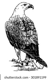 Hand drawn sketch of an american eagle perched on a branch