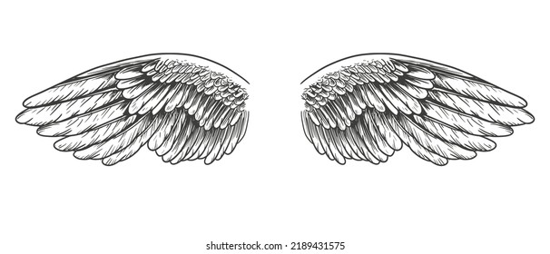 hand drawn sketch of Angel wings . Vector Illustration