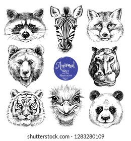 Hand drawn sketch animal heads vector illustration. Isolated cute trendy portraits of fox, raccoon, zebra, hippo, panda, ostrich, tiger, bear on white background