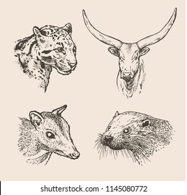 Hand drawn sketch of animals in set. Vector illustration