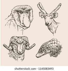 Hand drawn sketch of animals in set. Vector illustration