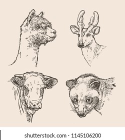 Hand drawn sketch of animals in set. Vector illustration 
