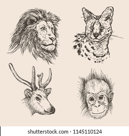 Hand drawn sketch of animals in set. Vector illustration
