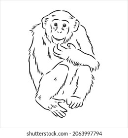 Hand drawn sketch of Ape isolated, Black and White Cartoon Vector Illustration - Line Drawn Vector