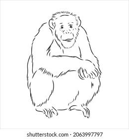 Hand drawn sketch of Ape isolated, Black and White Cartoon Vector Illustration - Line Drawn Vector