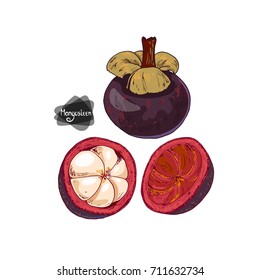 Hand drawn sketch appetizing ripe mangosteens and flesh of the mangosteen. Color illustration. 