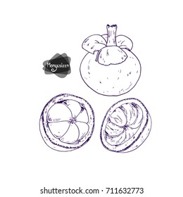 Hand drawn sketch appetizing ripe mangosteens and flesh of the mangosteen. Vector illustration. 