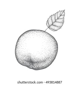 Hand drawn sketch of apple. Vector illustration