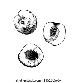 Hand drawn sketch of apricot in black color. Isolated on white background. Drawing for posters, decoration and print. Vector illustration