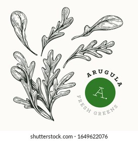 Hand drawn sketch arugula. Organic fresh food vector illustration isolated on white background. Retro vegetable rucola salad illustration. Engraved style botanical picture.