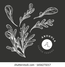 Hand drawn sketch arugula. Organic fresh food vector illustration on chalk board. Vector vegetable rucola salad illustration. Engraved style botanical picture.