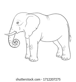 hand drawn sketch of asian elephant illustration done in black ink and isolated on white background
