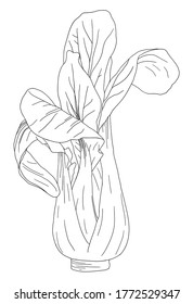 Hand drawn sketch Asian Green Shanghai Bok Choy, Pok Choi or Pak Choi. Chinese cabbage doddle isolated. Detailed vegetarian food drawing. Farm market product. Printing on paper, fabrics, dishes.